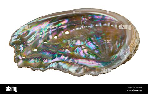  Abalone: ¡Descubre el Caracol de la Fortuna que Adorna los Lechos Marinos con su Brillo Iridiscente!