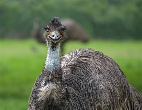  El Eminente Emu: ¿Un Ave Gigante Que Desafía las Normas de los Pájaros Voladores?