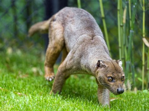  Fossa: ¿El felino escurridizo con un talento único para la escalada vertical domina la selva de Madagascar?