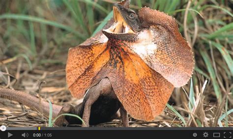  Frill-necked Lizard: Un maestro del camuflaje que te dejará boquiabierto con su impresionante collar!