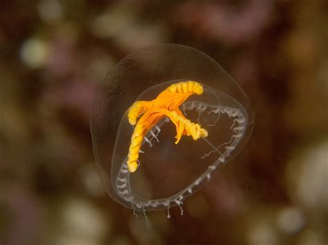  Kraepelinella, ¡Un pequeño hidrozoo con un gran impacto en la biodiversidad marina!