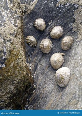  Limpetas: ¡Estos moluscos marinos se aferran a las rocas con una tenacidad admirable!