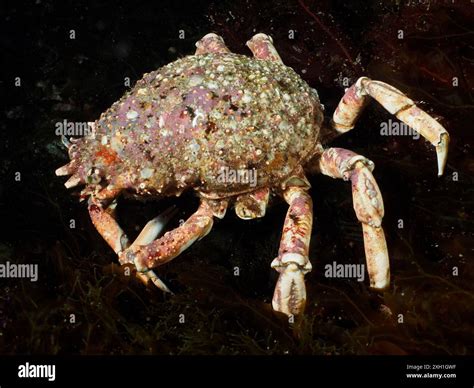  Nantucket Spider Crab: An Enigmatic Creature That Crawls on the Ocean Floor While Sporting a Spiky, Delicate Exoskeleton!