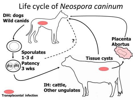  Neospora caninum: ¿Un parásito silencioso que acecha a nuestros amigos peludos?