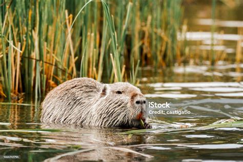  Nutria: ¡Un roedor semiacuático que desafía la gravedad y la lógica con sus habilidades de buceo!