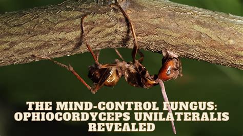  Ophiocordyceps unilateralis: ¿Un hongo con una estrategia de control mental digna de una película de ciencia ficción?