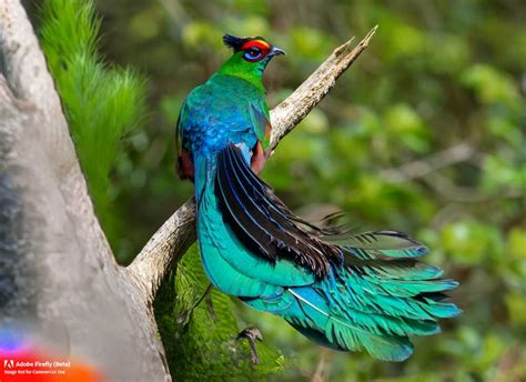  Quetzal: Un ave de plumaje resplandeciente que desafía la gravedad con sus acrobacias aéreas!