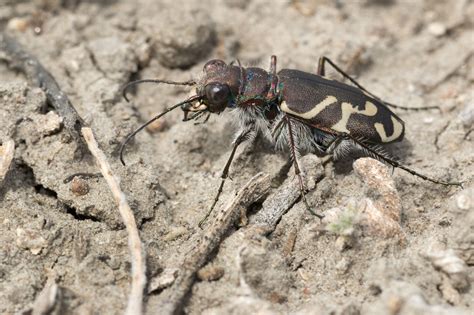 Tumbling Tiger Beetle: ¿Un depredador minúsculo con reflejos de superhéroe?