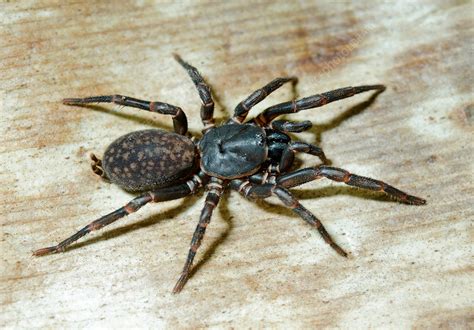  ¿Qué es un Queensland Funnel-Web Spider y por qué sus telarañas se consideran ingeniosas trampas de seda?