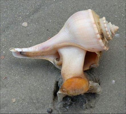  Whelk: Un Caracol Marino que Explora las Profundidades con una Lengua Raspadorra