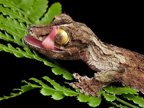  Lemur: Un maestro del camuflaje que se desliza por las copas de los árboles tropicales