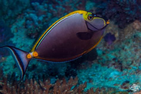  Unicornfish: ¿Conoces al pez arcoíris que también es maestro de camuflaje?