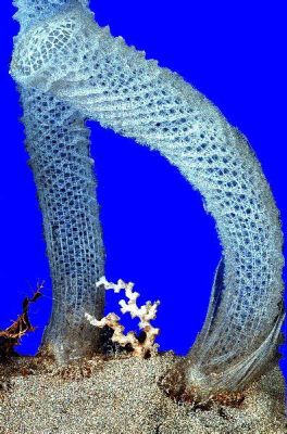  Venus' Flower Basket: A Colorful Underwater Labyrinth Woven by Tiny Builders!