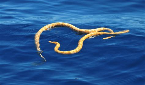  Vibora de Mar: ¡Descubre el fascinante camuflaje y la voracidad de este insecto marino!