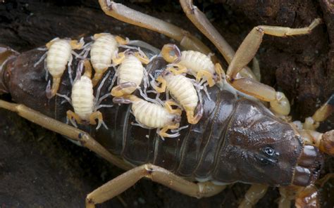  Ymbormorph! Descubra el fascinante mundo de estos artrópodos subterráneos de piel dura