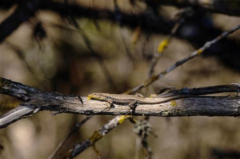  Zootoca Vivipara: Un pequeño camaleón sin cambio que conquista la tierra mediterránea