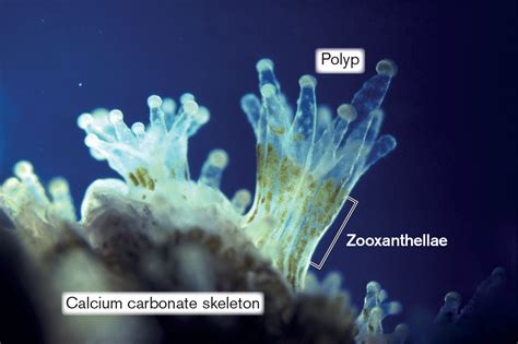 Zooxanthellae ¡El diminuto alga que alimenta la magia de los corales!